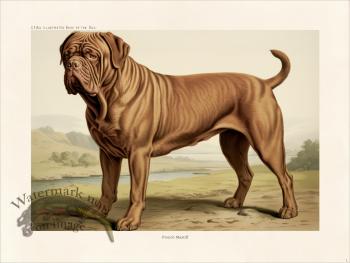 CFA Dog French Mastiff 01